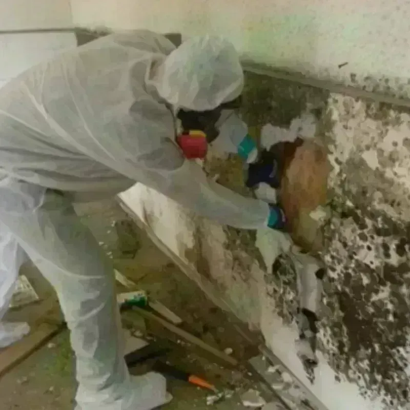 Mold Remediation and Removal in Darien, IL